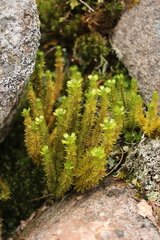 Huperzia appressa