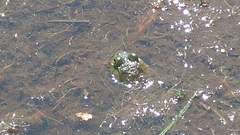 Media resource of Lithobates catesbeianus