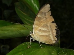 Archaeoprepona demophon