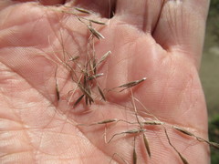 Achnatherum sibiricum