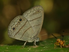 Caeruleuptychia scopulata