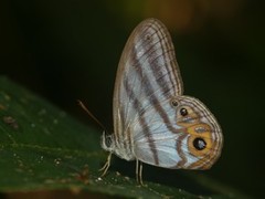 Chloreuptychia herseis