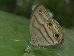 Megeuptychia antonoe