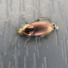 Poecilus versicolor