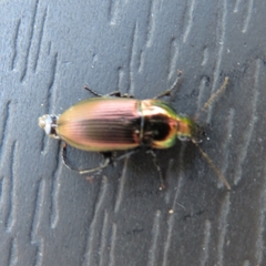 Poecilus versicolor