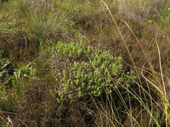 Ursinia dentata