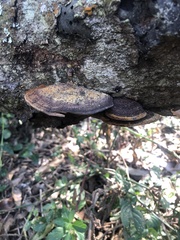 Trametes cingulata