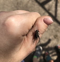 Modicogryllus frontalis