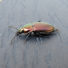 Poecilus versicolor