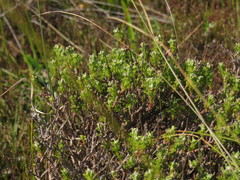 Ursinia dentata