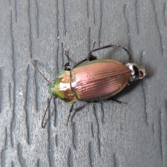 Poecilus versicolor