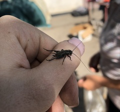 Modicogryllus frontalis