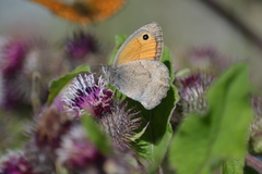 Hyponephele lycaon