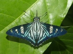 Phocides pigmalion hewitsonius