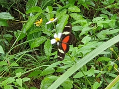 Heliconius ricini