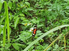 Heliconius ricini