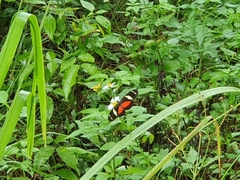 Heliconius ricini