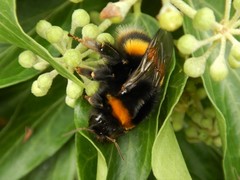 Bombus terrestris