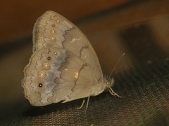 Pseudodebis valentina