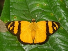 Entheus aureolus