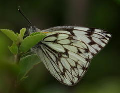 Belenois gidica abyssinica