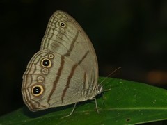 Megeuptychia antonoe