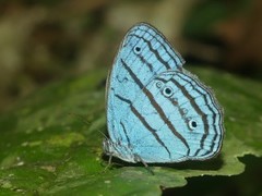 Caeruleuptychia caerulea