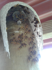 Parachartergus colobopterus