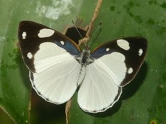 Dynamine coenus albidula