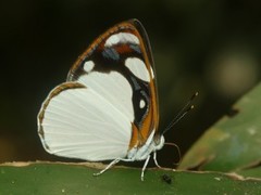 Dynamine coenus albidula