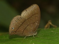 Erichthodes antonina