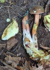 Boletus miniato-olivaceus