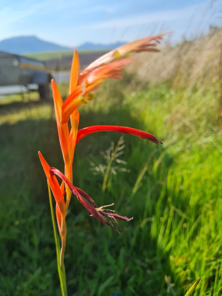 Gladiolus abbreviatus