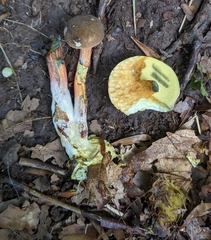 Boletus miniato-olivaceus