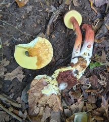 Boletus miniato-olivaceus