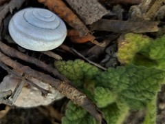 Helminthoglypta dupetithouarsi