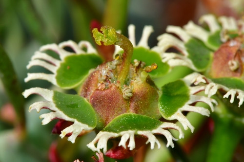 Medusea fructus-pini (Mill.) Haw. 3