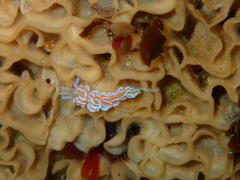 Phyllodesmium horridum