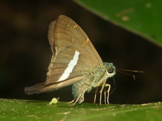 Aguna nicolayi