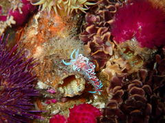 Phyllodesmium horridum