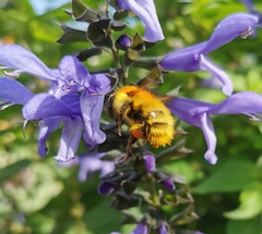 Bombus pascuorum
