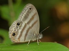 Magneuptychia fugitiva