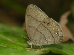 Taygetina oreba