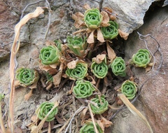 Rosularia globulariifolia