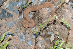 Bitis cornuta