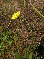 Othonna heterophylla