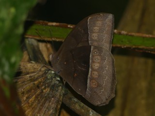 Taygetis oyapock