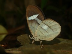 Pierella hortona
