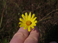 Othonna heterophylla
