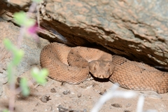 Bitis cornuta